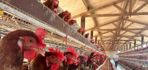 Mato Grosso intensifica protocolos de barreira sanitária para impedir entrada de gripe aviária