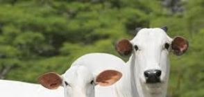 Acrimat orienta criadores sobre preparativos para o período de seca em Mato Grosso