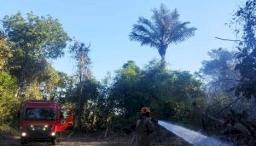 Reprodução.